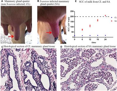 Genome-Wide DNA Methylation Analysis of Mammary Gland Tissues From Chinese Holstein Cows With Staphylococcus aureus Induced Mastitis